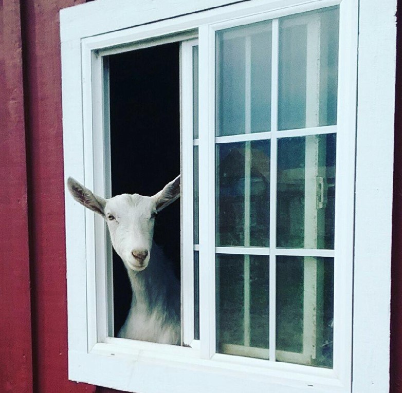 goat looking out of open barn window