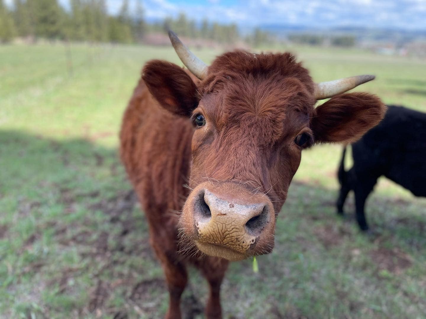 cow standing in field looking directly into camera
