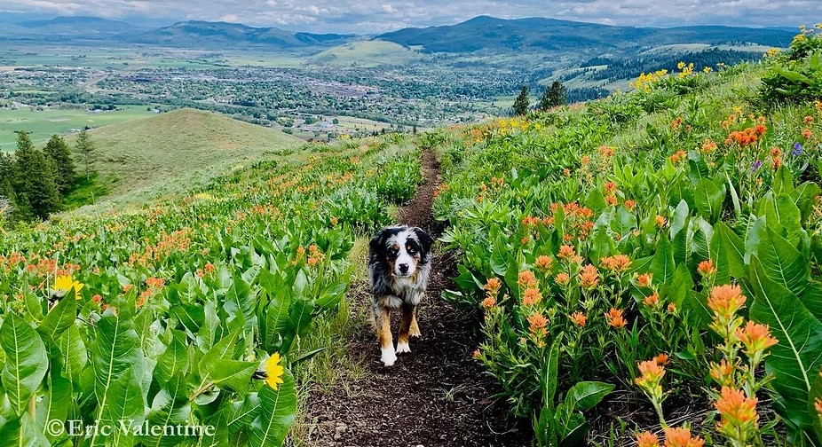 dog walking toward camera on trail with wildflowers on both sides