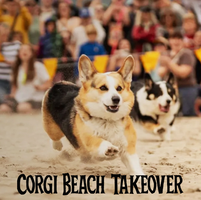 Corgi-Beach-Takeover-1.jpg