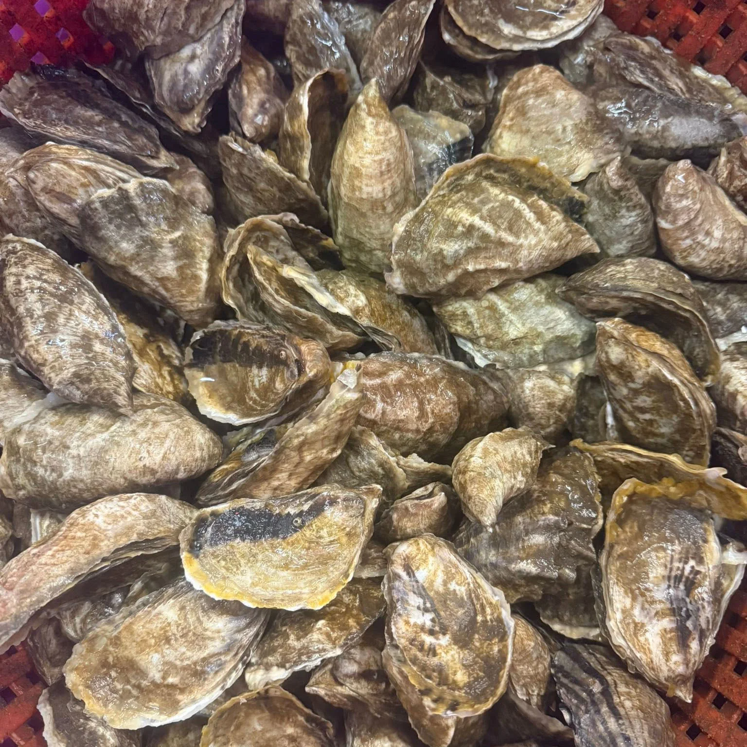 Augustin Oyster Farms.jpg