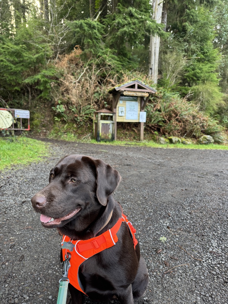 dog on leash in front of forest hiking trail sign
