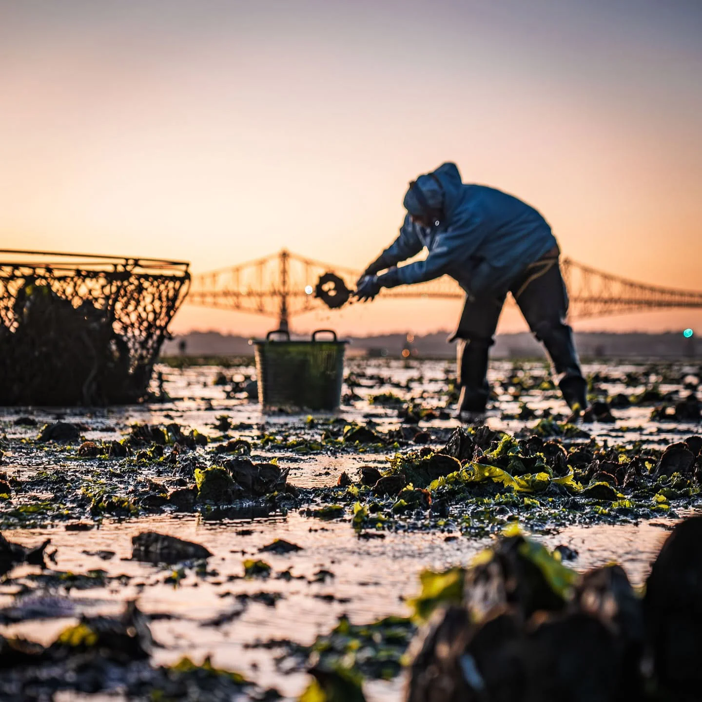 Collecting oysters off the farm in North Bend.jpg
