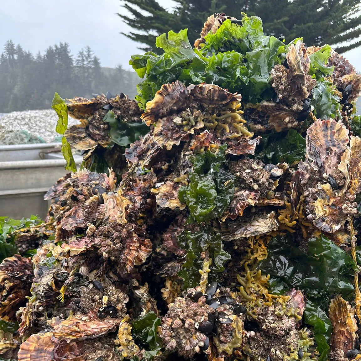 Oysters growing on line at the farm.jpg