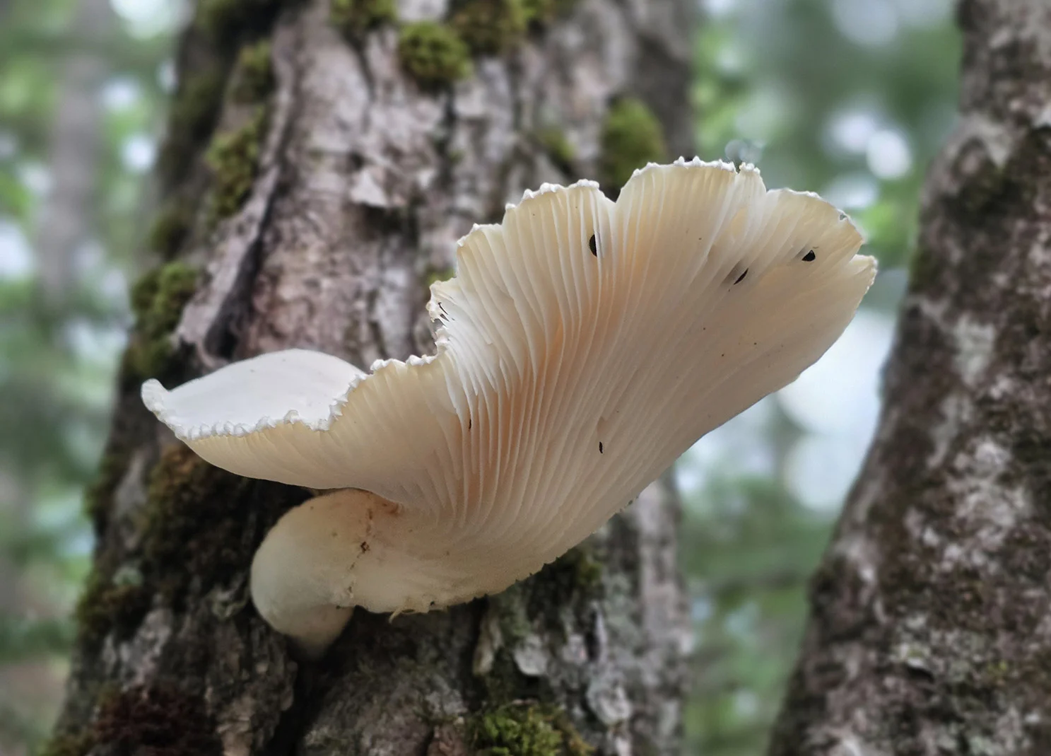 Mushroom growing on tree trunk in forest