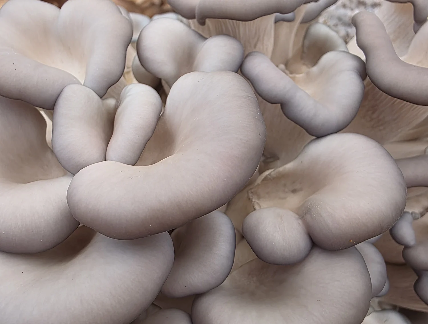 Closeup of oyster mushrooms
