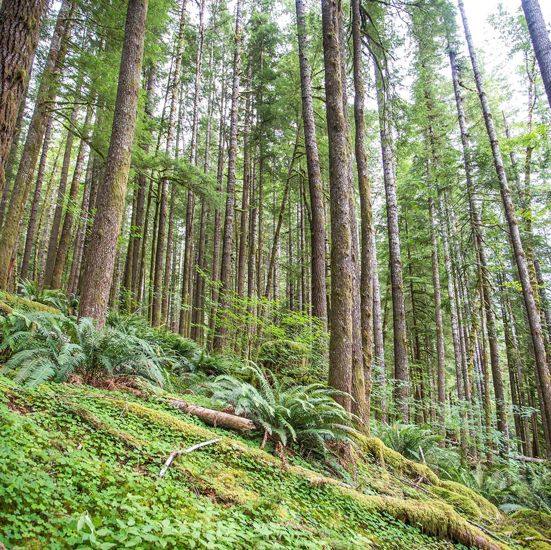 Private forest land in Lincoln County