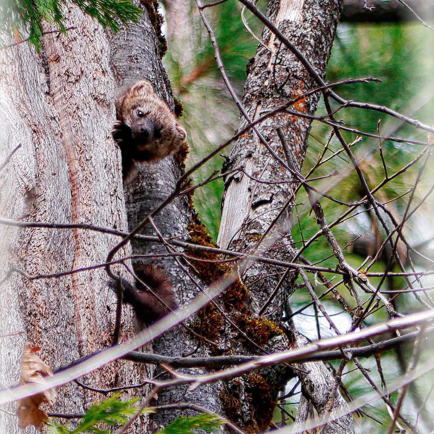 Rogue River-Siskiyou National Forest - Oregon Coast Visitors