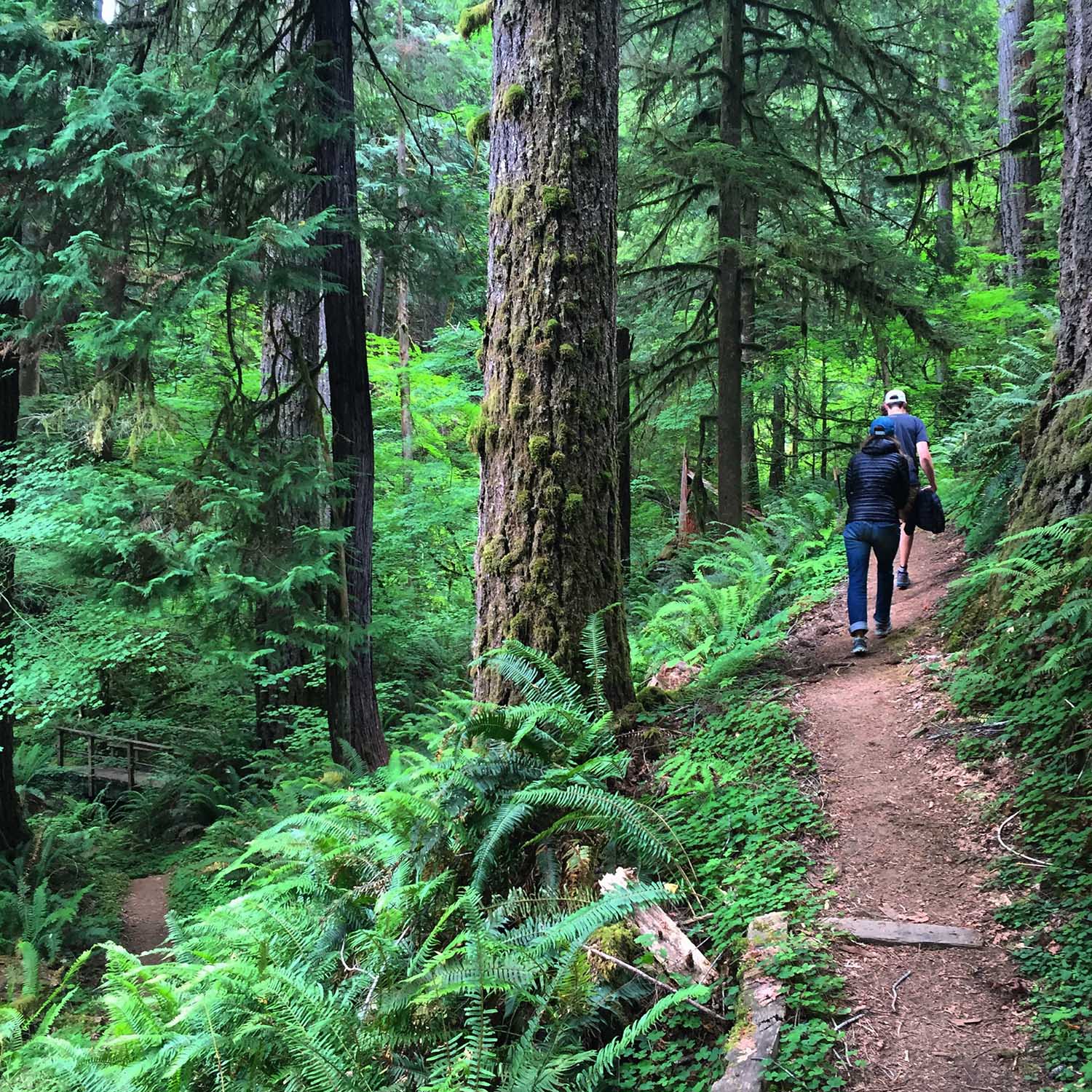 Rogue River-Siskiyou National Forest - Oregon Coast Visitors