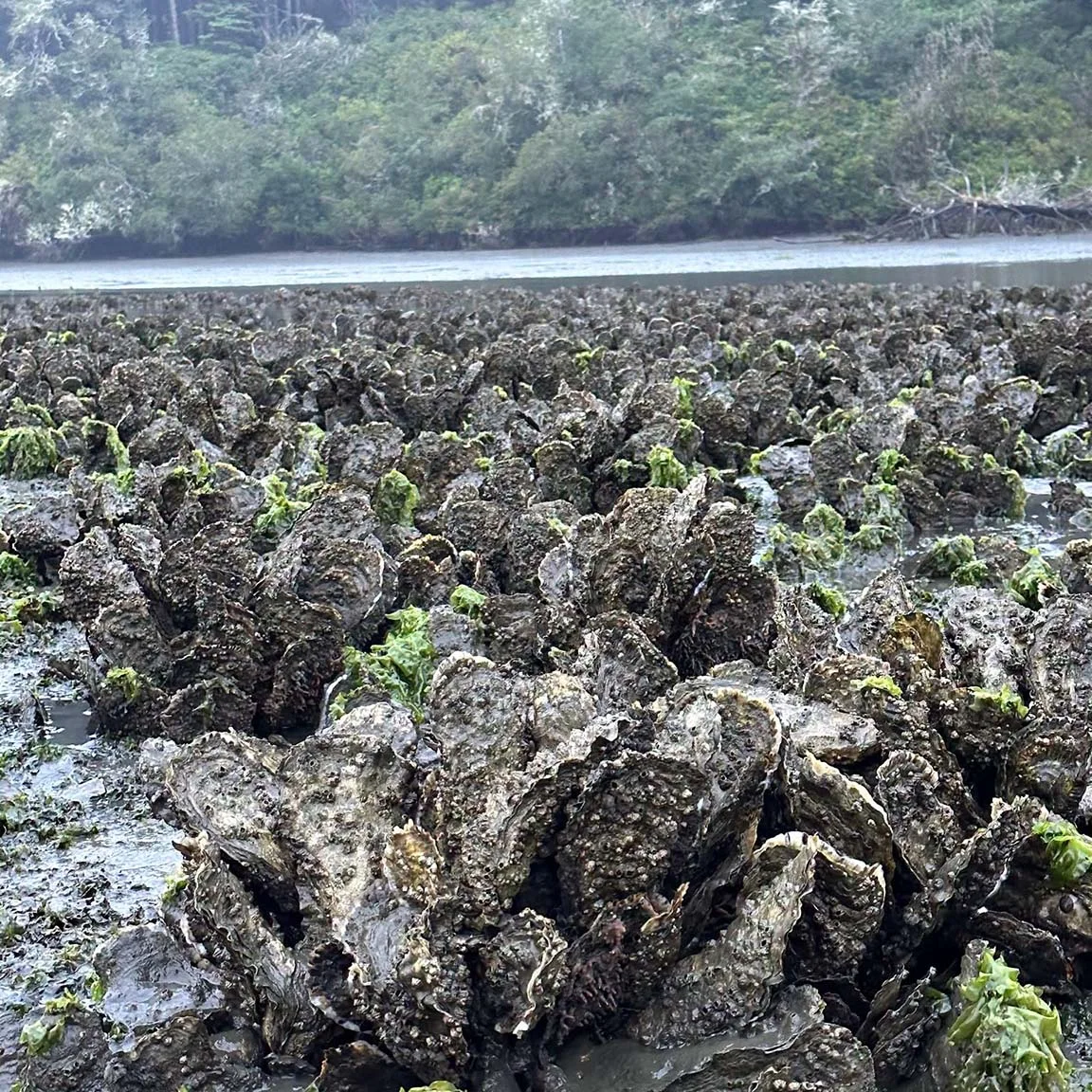 Oysters growing at the farm.jpg