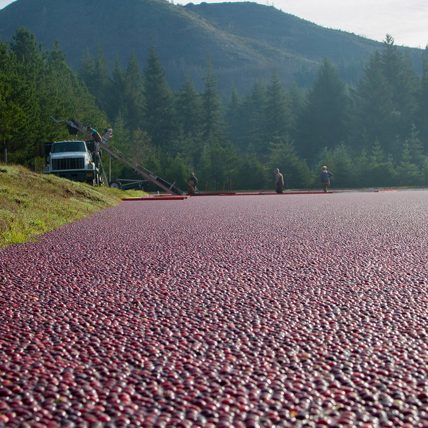 cranberry bog tours bandon oregon