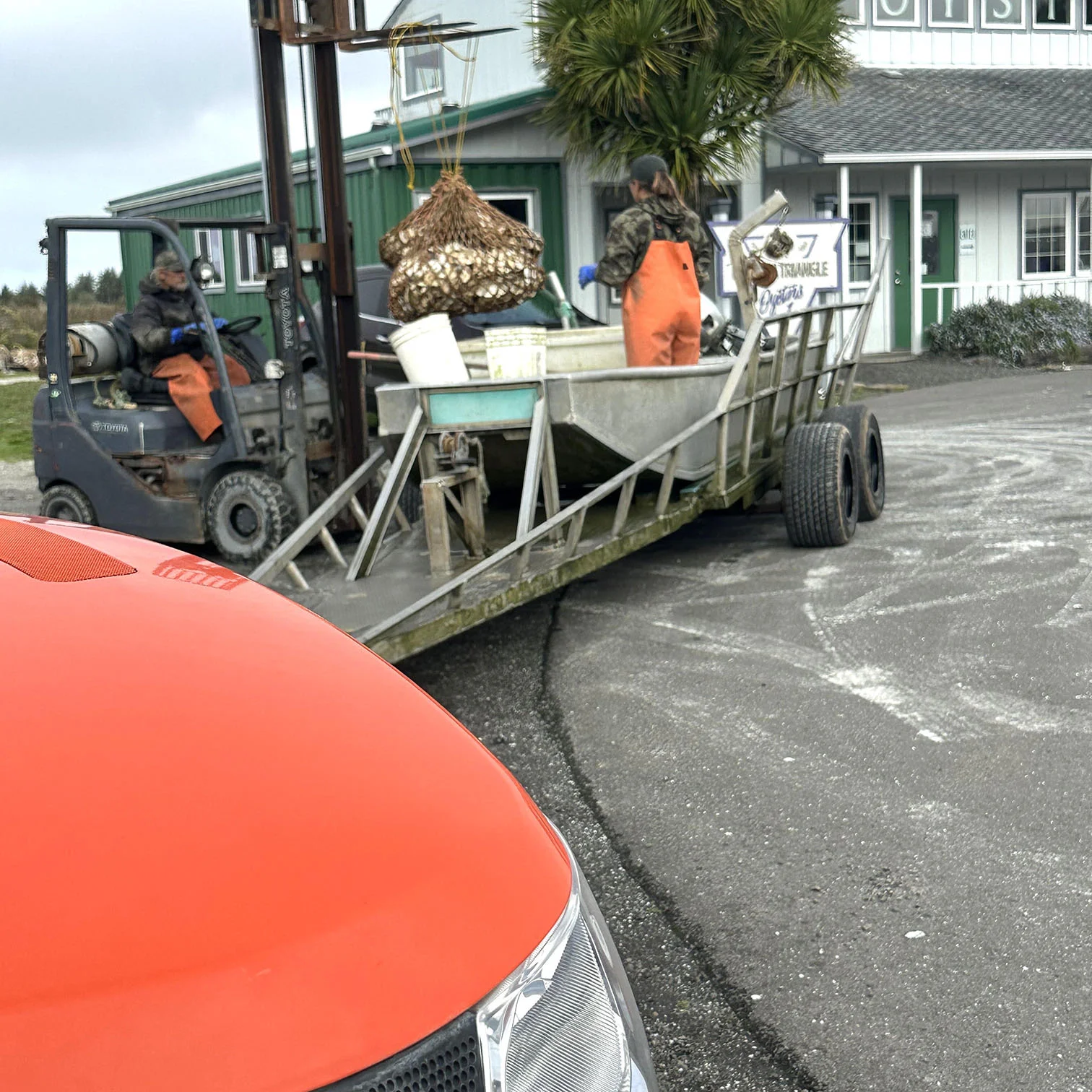 Bringing in fresh oysters to the Umpqua Triangle Oysters retail shop in Winchester Bay.jpg