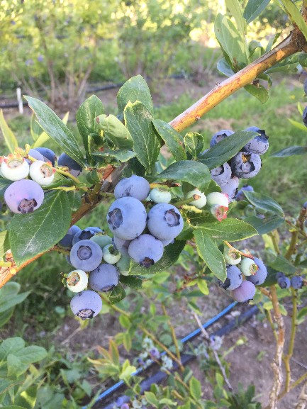 Lampson Blueberries