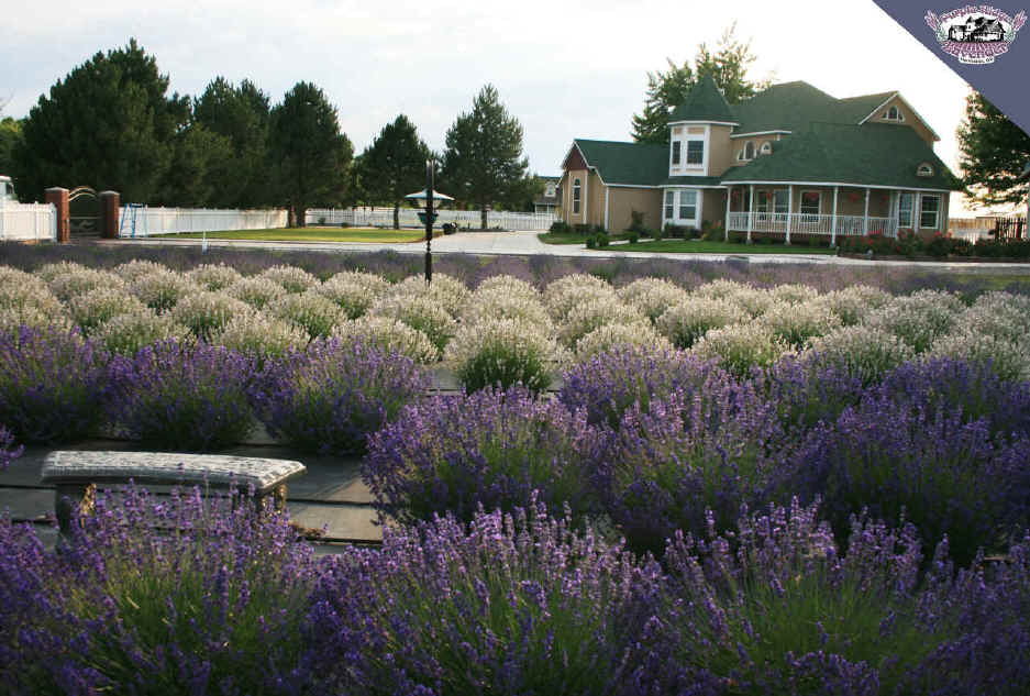 purple ridge lavendar