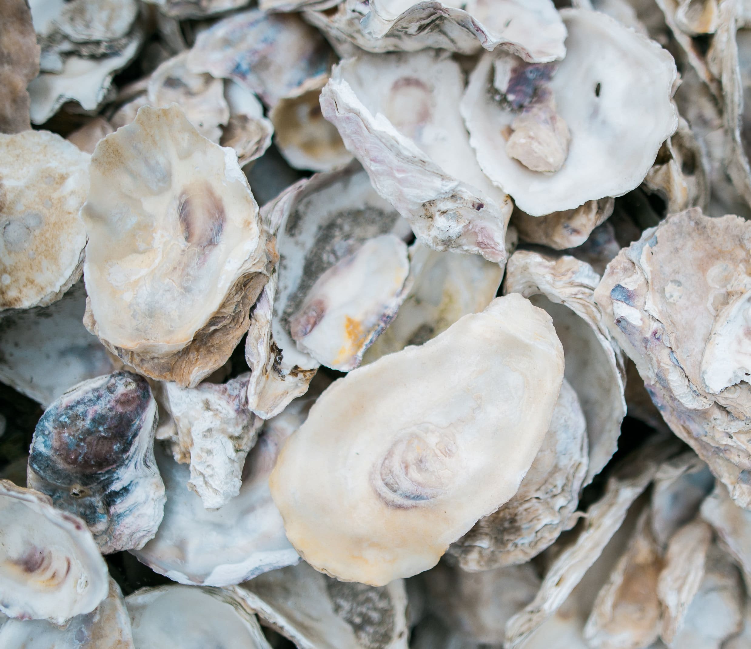Stack of shucked oyster shells sits outside Pacific Oyster