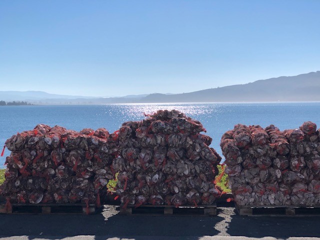 Stacks of freshly caught oysters heading out for shipment and heading in for cooking.