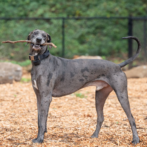 A dog plays at Troutdale's off-leash dog park