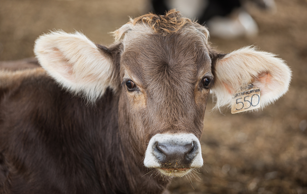 face of brown dairy calf with tagged ear