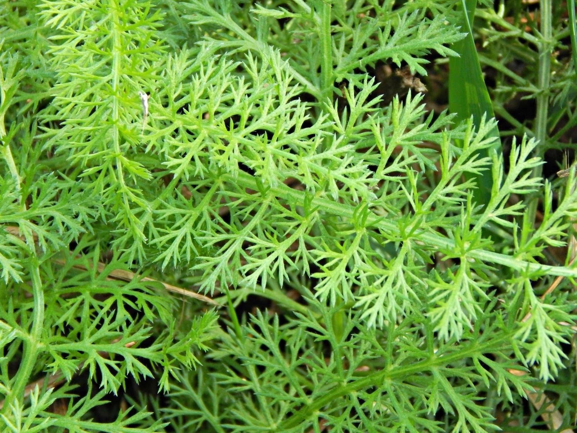 Plants at Rusted Gate Farm