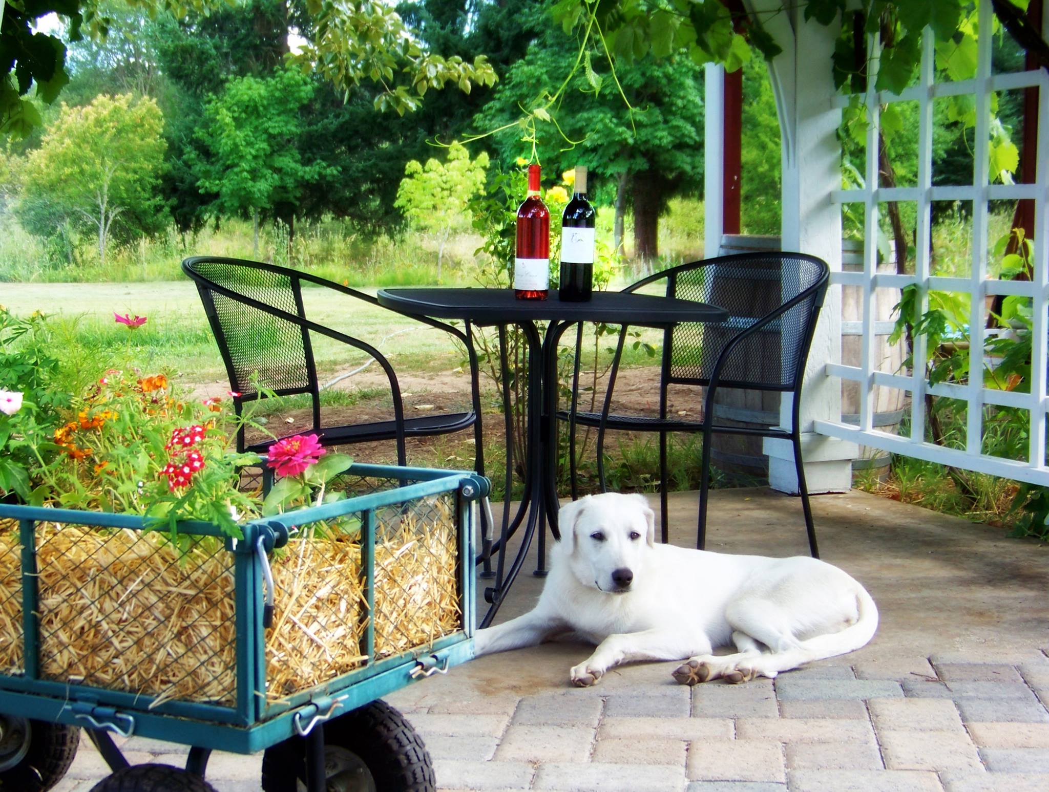 Patio set with wine and dog