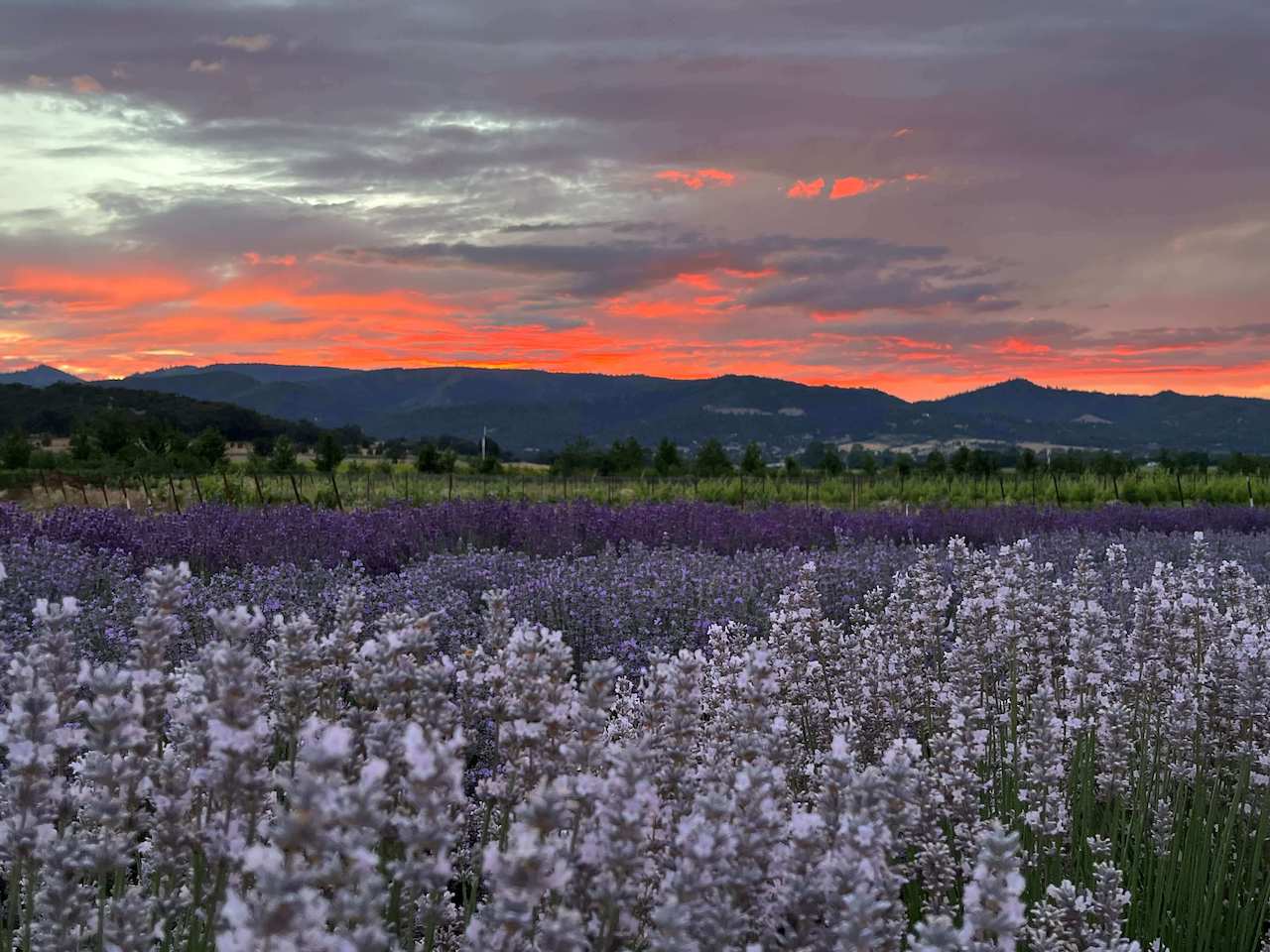 Sunset over the Lavender