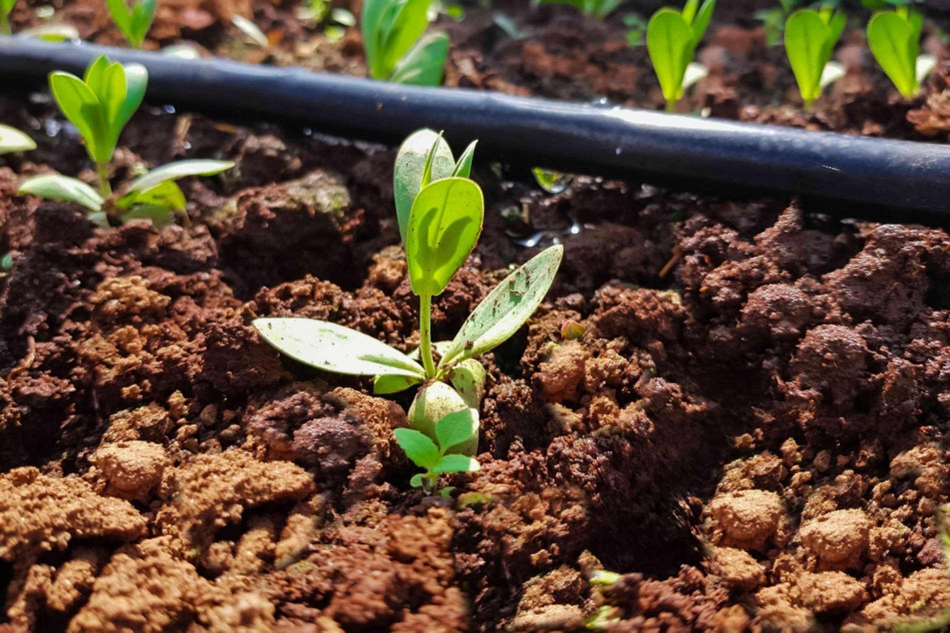 Seedlings sprouting