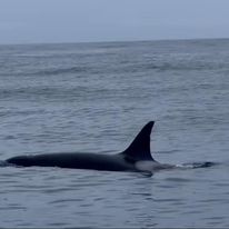 Solo Orca