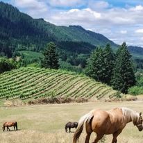 Three horses front of vineyard