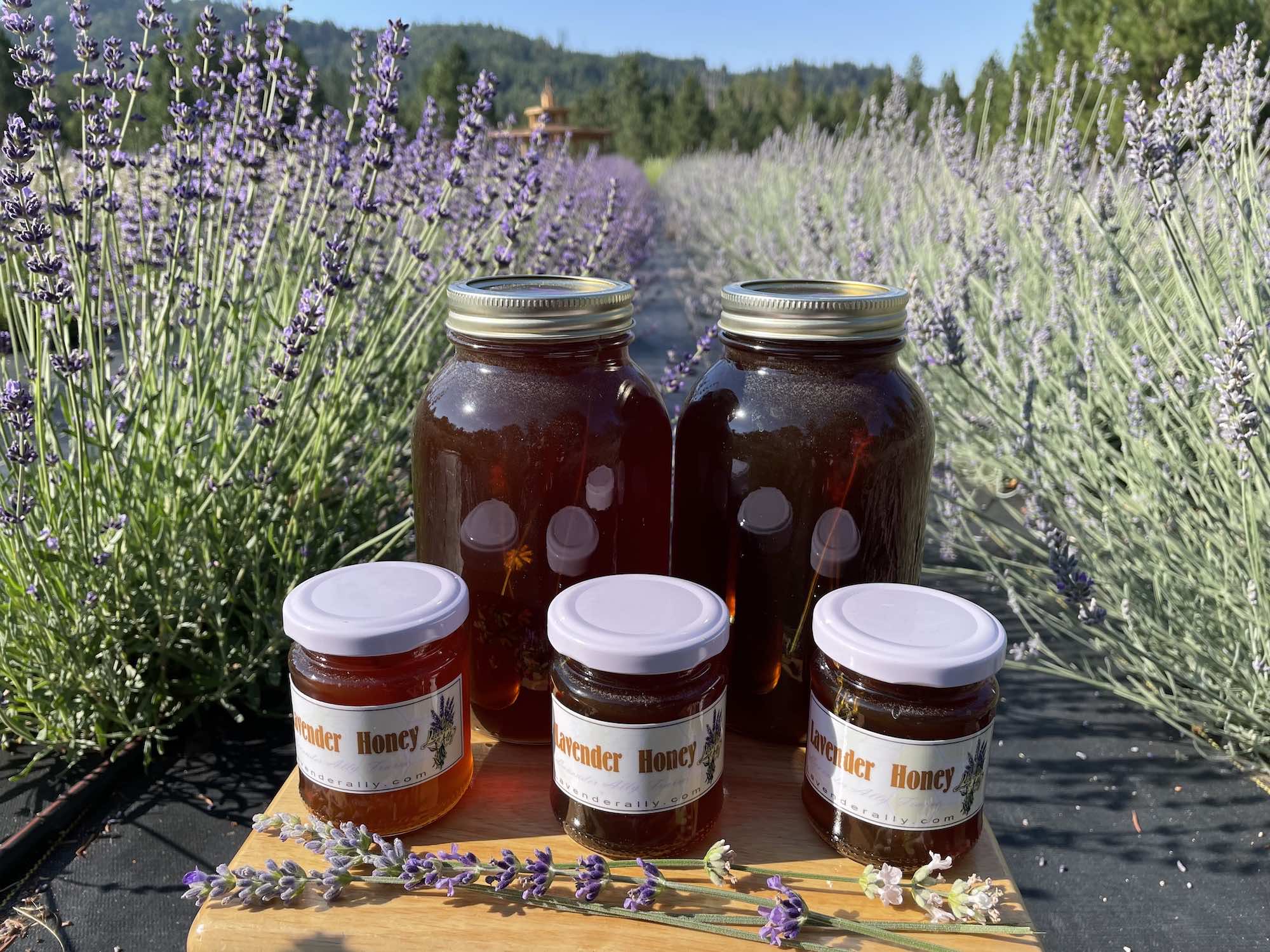 Tall and short jars of lavender honey in a lavender field