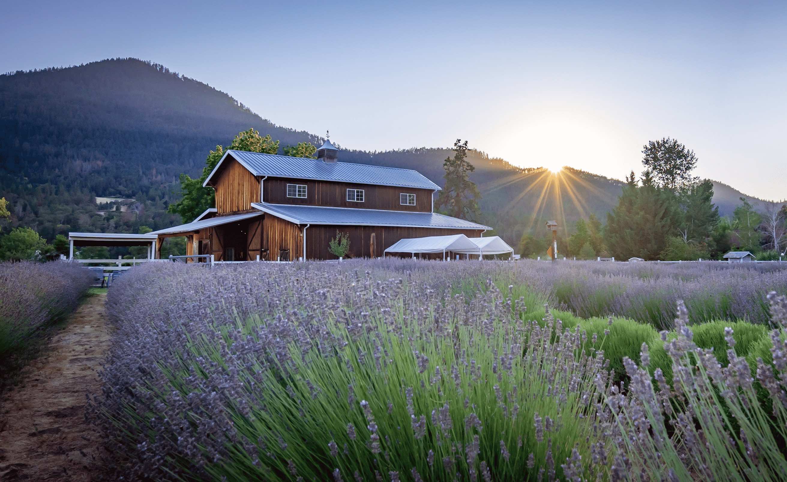 Applegate River Lavender Farm with sunset in the distance