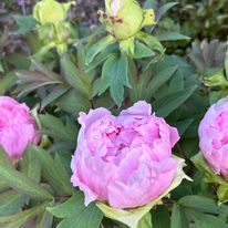 The Apothecary Roseburg