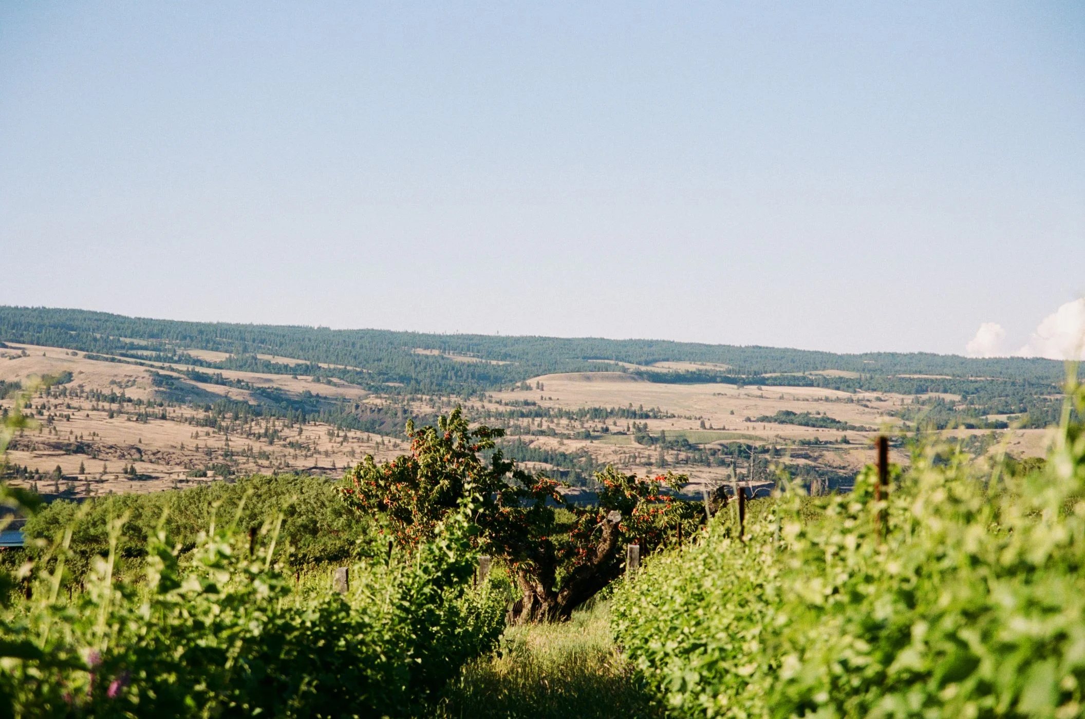 Vineyard view in the Columbia Gorge with blue skies and