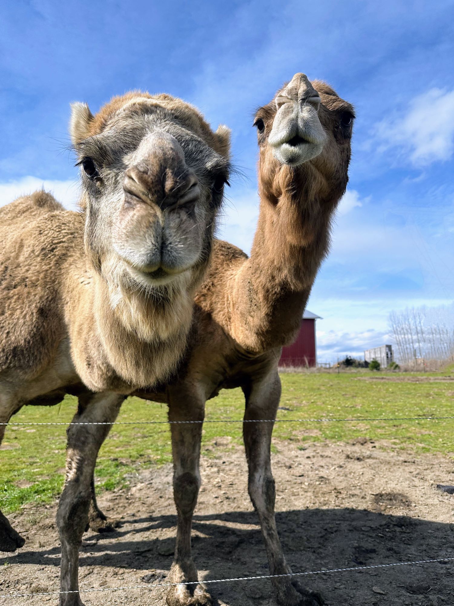 Close up view of two camels on a blue sky sunny day