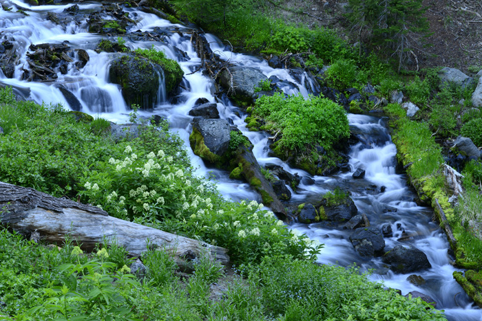 waterfall cascading over rocks with grasses and wildflowers