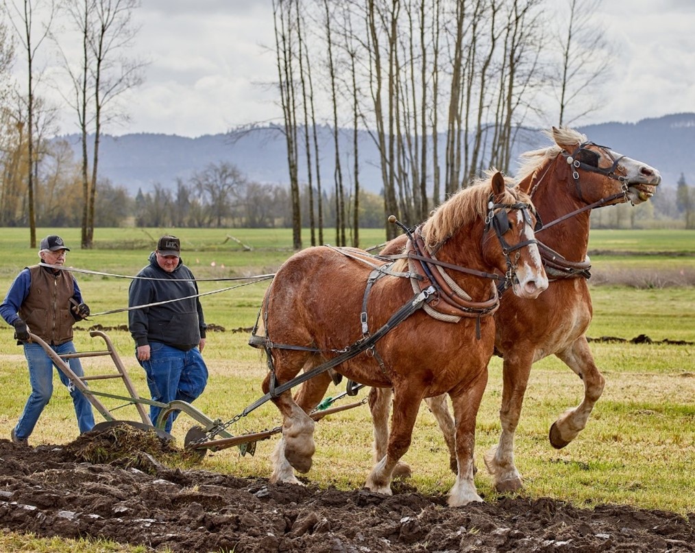 Two men with hand plows behind two horses