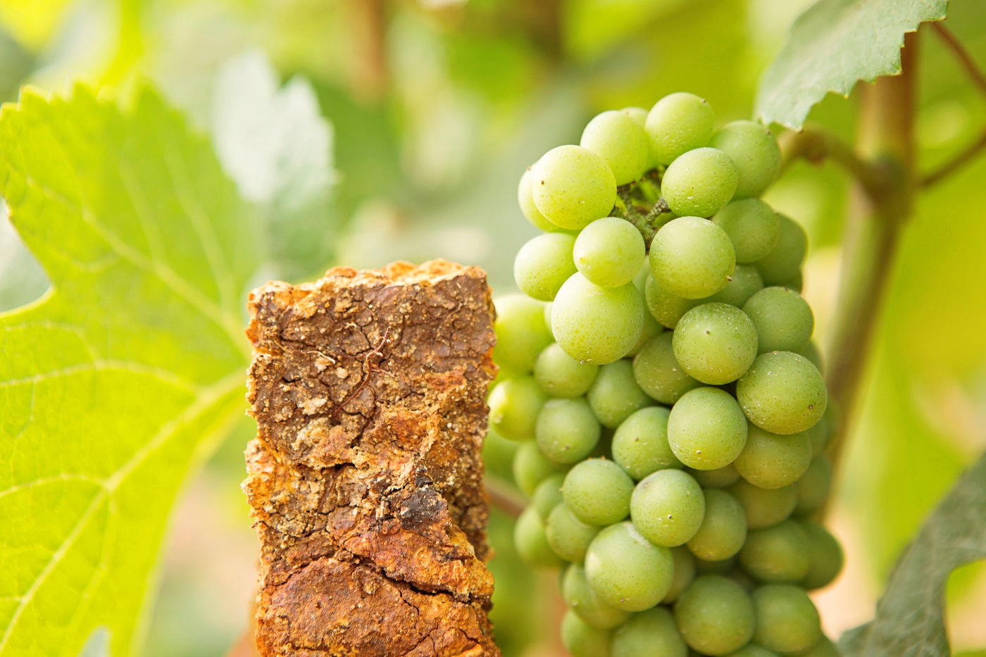 close up of green colored wine grapes on a vine