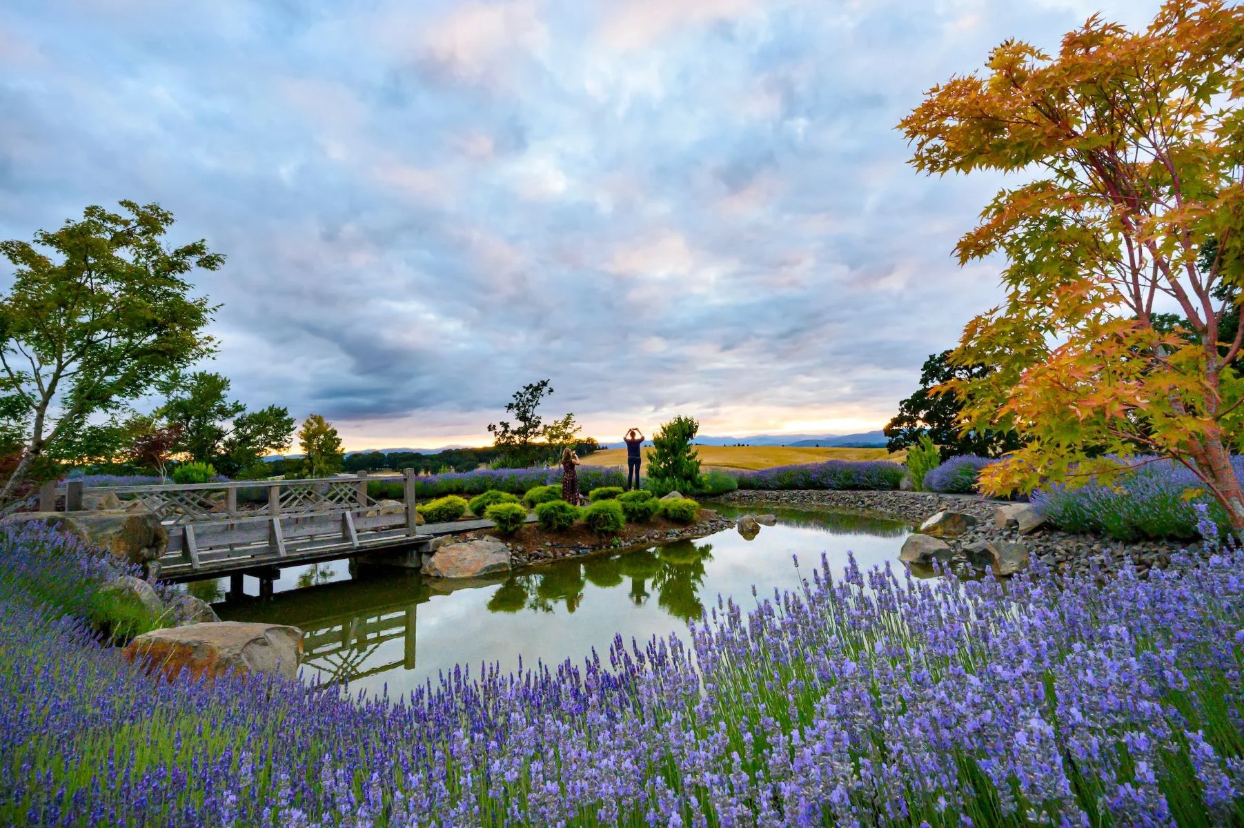 Sunset view of Japanese Garden with water feature, purple blooms and colorful maple tree