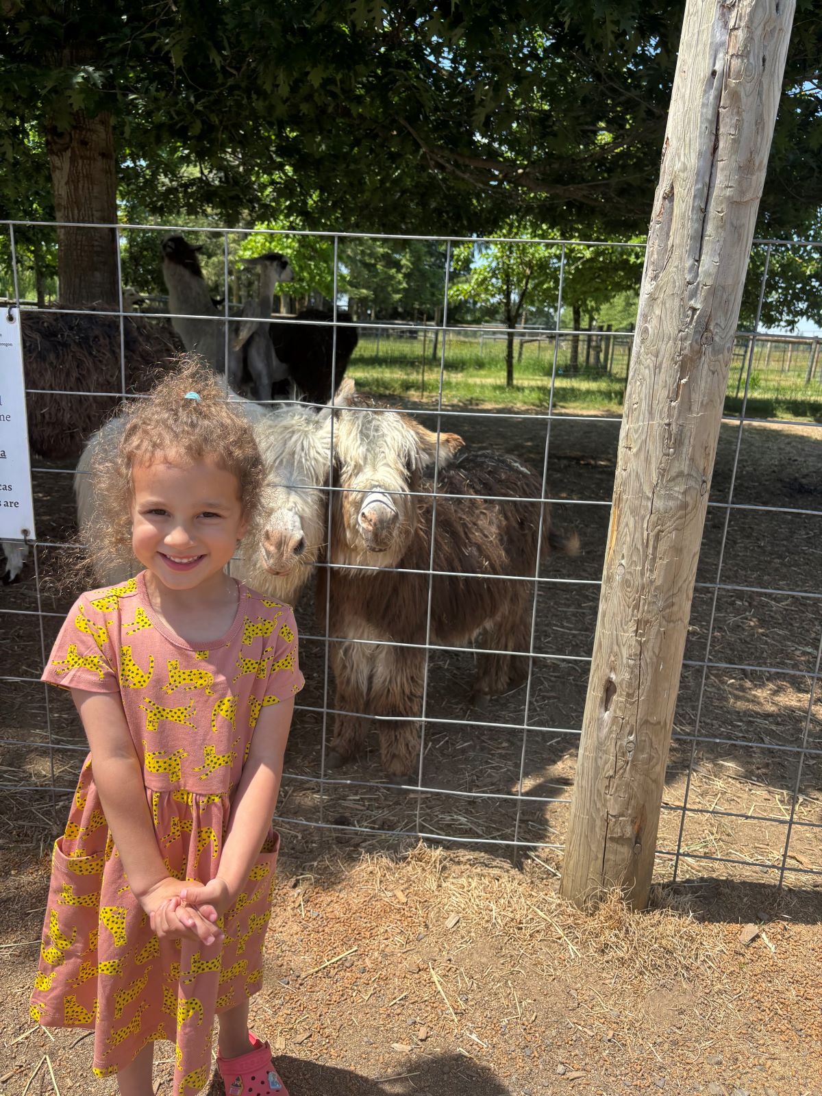A young girl in a pink dresses smiles at the camera with two shaggy sheep in the background