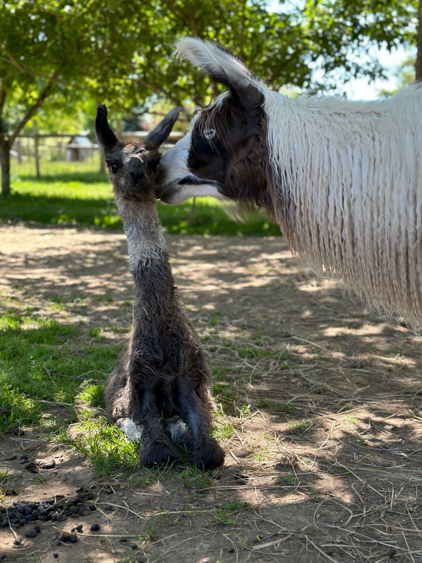 A mama and a baby llama