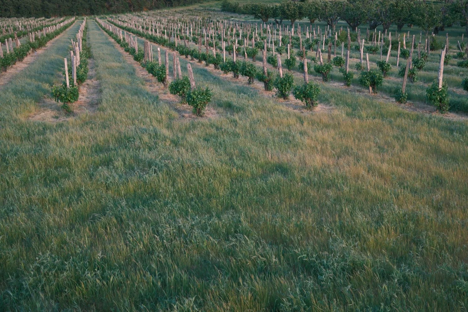 rows of vineyard grapes with grassy fields in between