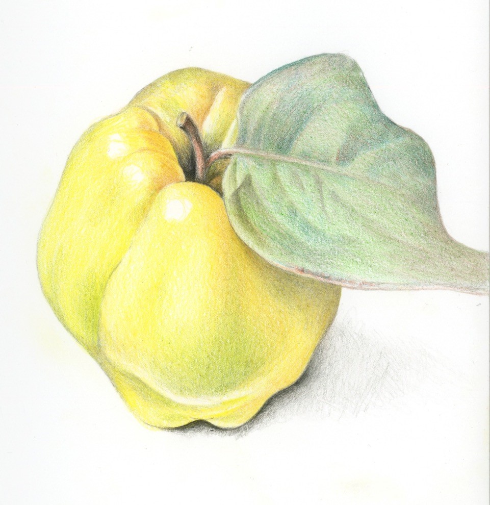 Fine art painting of a yellow pear with a large green leaf