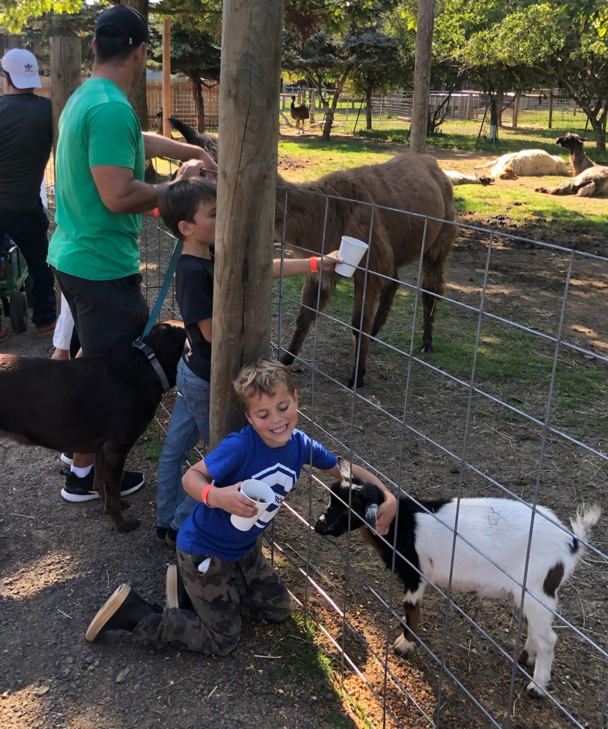 A little boy wearing a blue short petting a goat through a fence while other farm animals lounge in the background