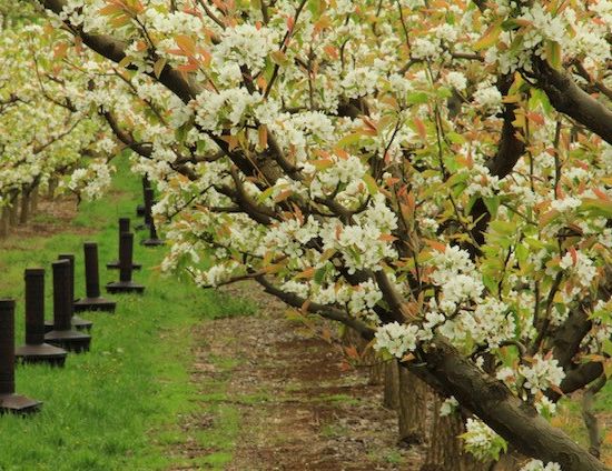 row of blossoming orchard trees