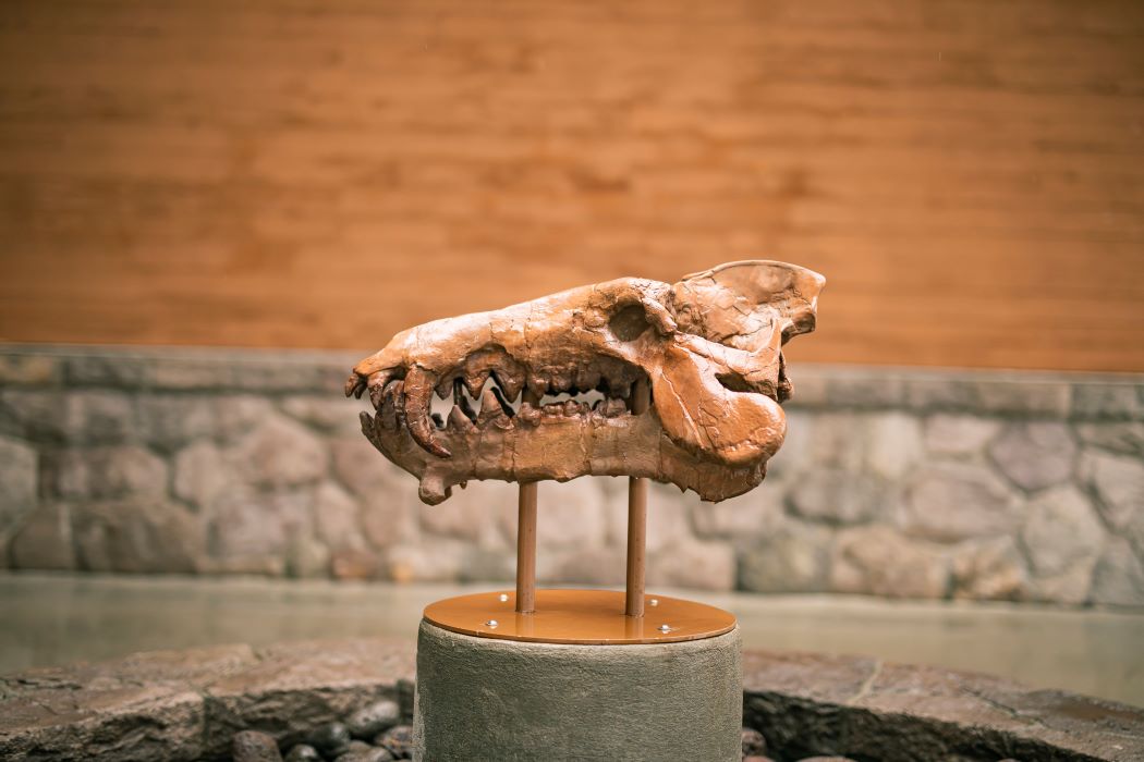 dinosaur skull fossil on pedastal