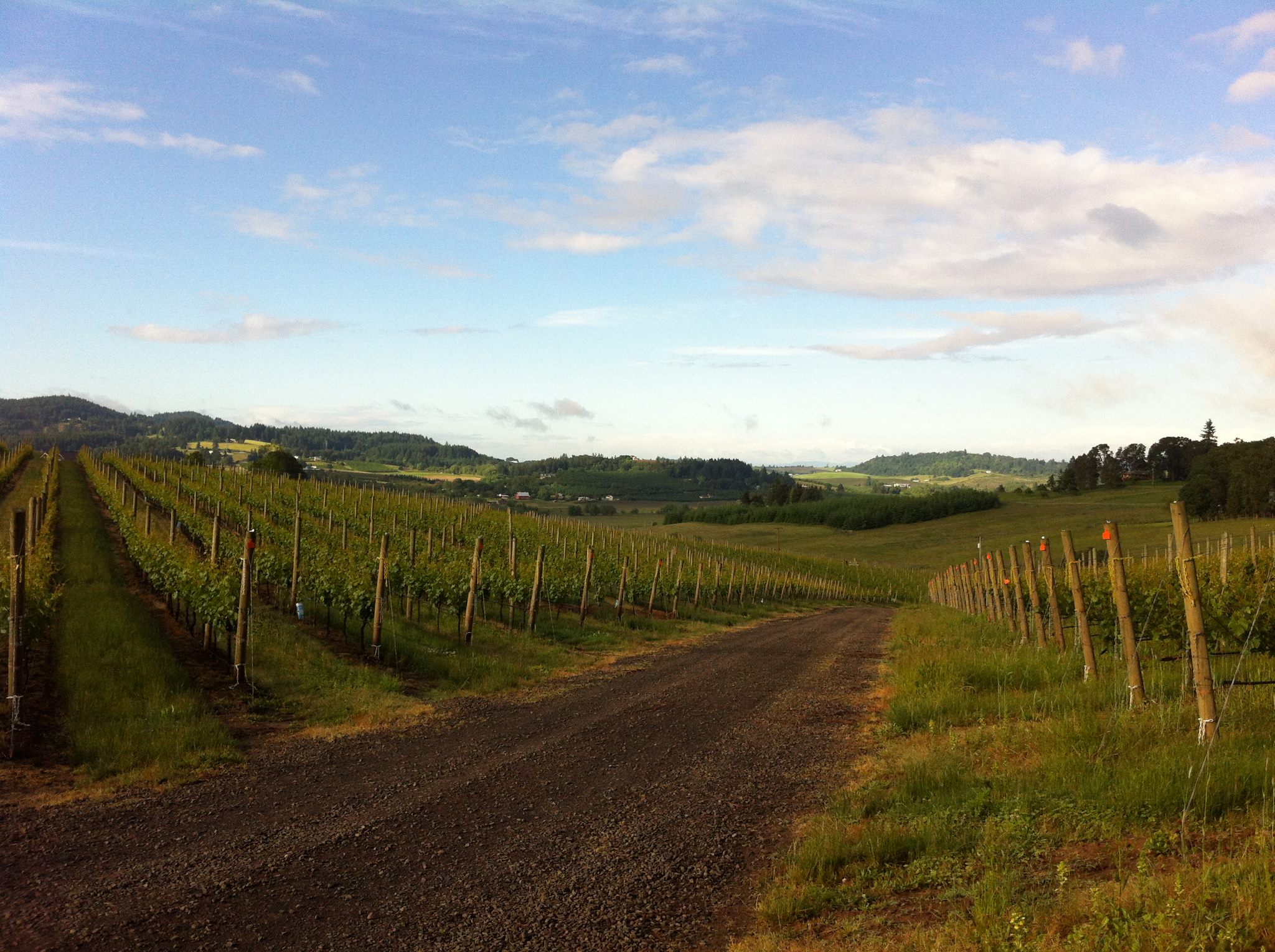 vineyard