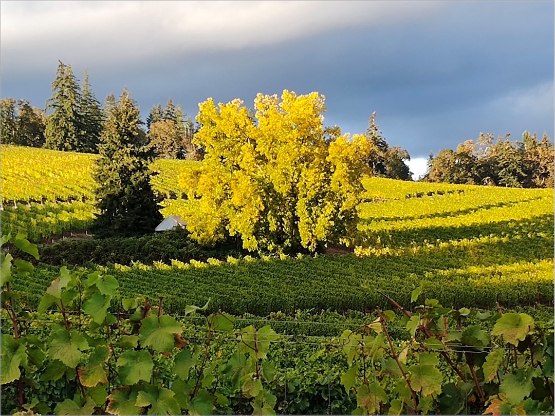 view of wine grapes and vines in fall