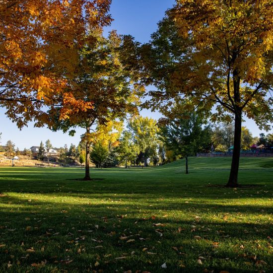 A field of green grass and trees with gold and red leaves on a sunny autumn day.