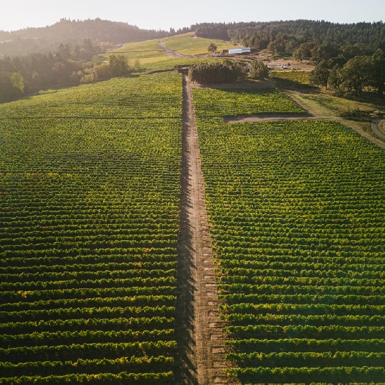 Drone view of a vineyard
