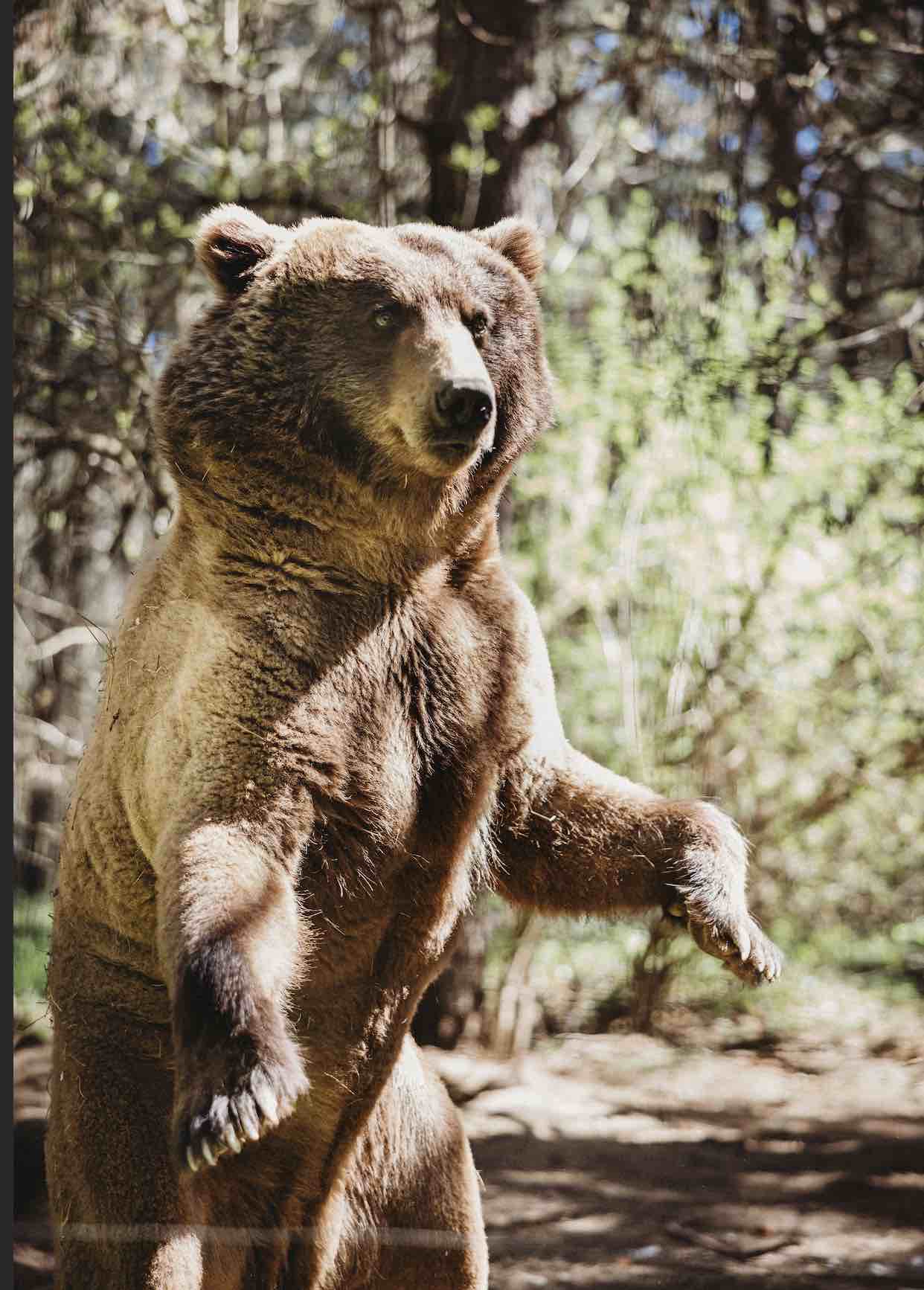 Wildlife Images Bear