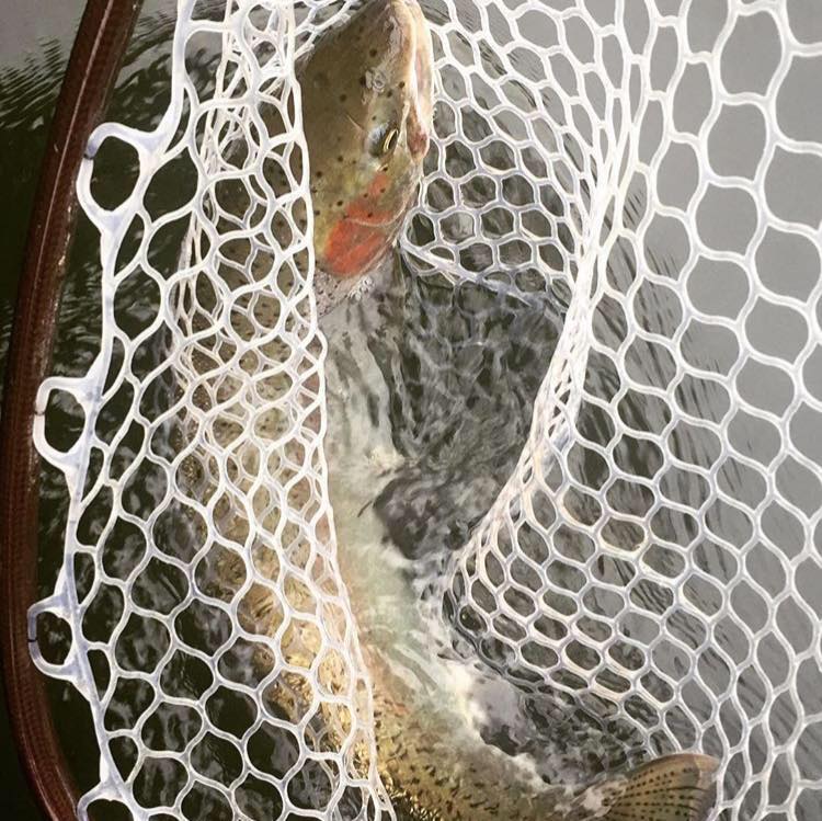 fish in net